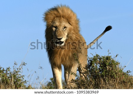 Majestic Male Lion standing on a mound in the African bush in Masai Mara, Kenya, Africa