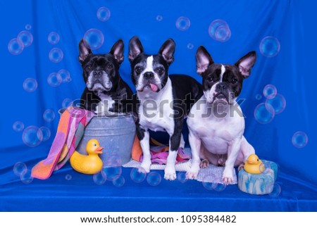 A Boston Terrier and two French Bulldogs pose in a bath tub with rubber duckies and bubbles.