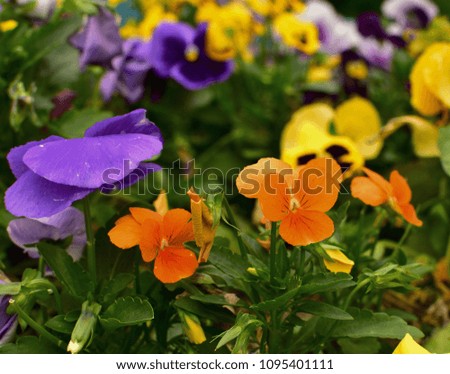 Close up of tender multi-colored violets on the flowerbed - pansy.