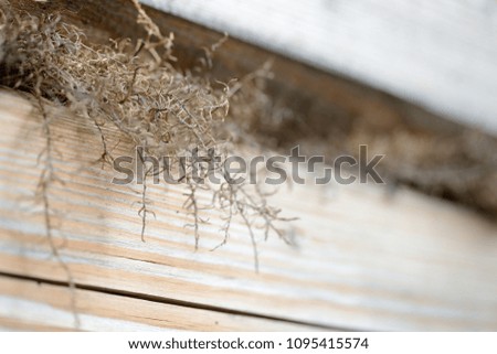 Wooden background of boards and dry moss close up