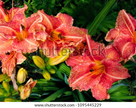 coral garden lilies