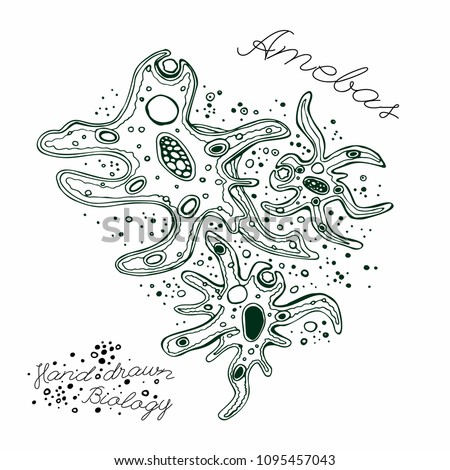 Ameba hand-drawn image. Amoeba proteus. Paramecium caudatum. Editable vector illustration isolated on white background. Biological concept in unique style.