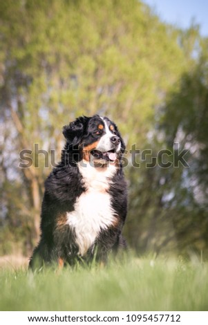 Bernese mountain dog outside at spring.