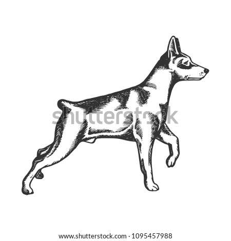 Pinscher dog animal engraving vector illustration. Scratch board style imitation. Black and white hand drawn image.