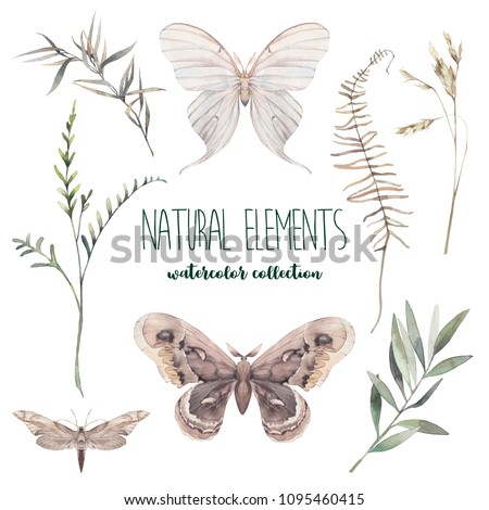 Watercolor decorative floral and butterflies set. Hand painted moth and botanical elements: plants, grass, berries, fern, leaves. Natural objects isolated on white background