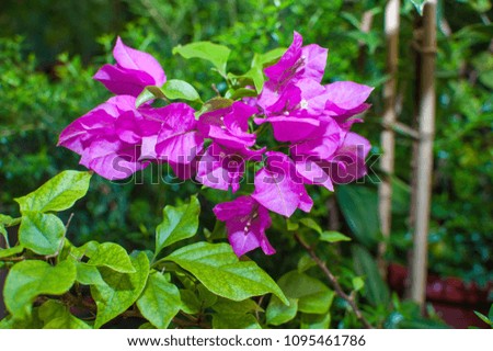 beautiful green plants and flowers are grown in a greenhouse for planting on flower beds, the gardener pours them from a pink watering can,
