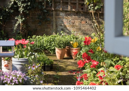 It's a view from an open window to a colorful sunny garden with a lot of flowers & plants from garden center. Wooden window frame is blurred. Good morning card. English garden lifestyle.