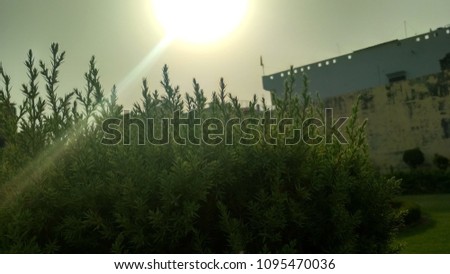 in this pic there is a small plant Front of sun