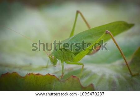 Macro picture of green insects perched on a lotus leaf.