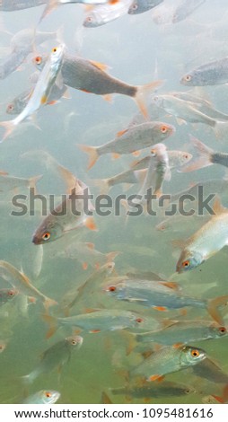 Group of roaches seen in an aquarium