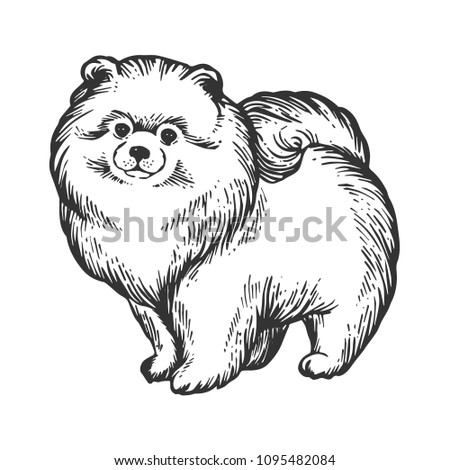 Spitz Pomeranian dog animal engraving raster illustration. Scratch board style imitation. Black and white hand drawn image.