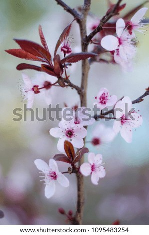 Photograph of some beautiful cherry blossoms.