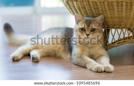 Portrait of brown cat sitting on floor.
