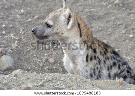 cute cub of spotted hyaena ,Kruger National park near Sukuza camp site,South Africa 
