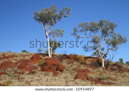 Green trees on a blue sky. Australia