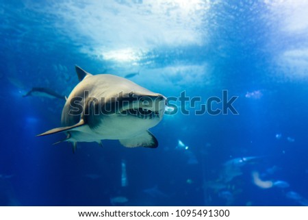 big tiger shark in slow approaching way