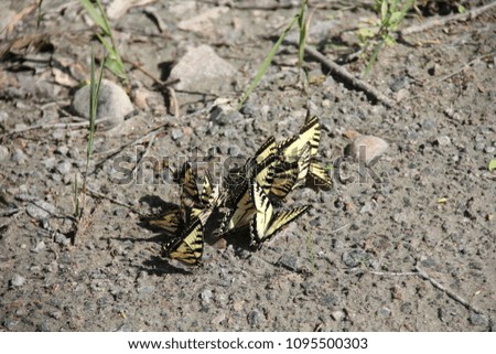 Group of Butterflies in the rocks