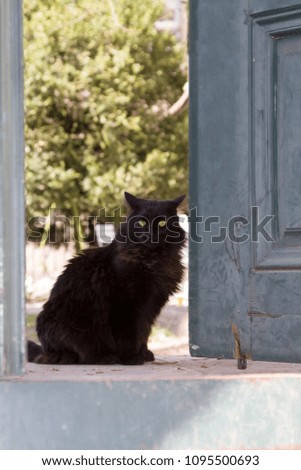 black cat with green eyes on the background of the old door