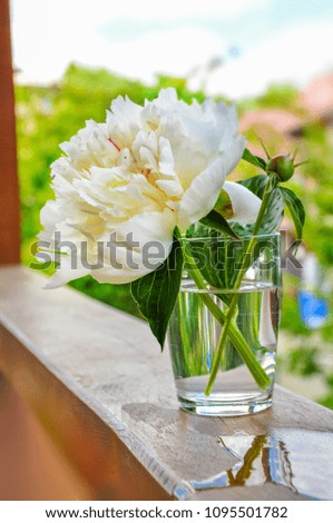 White peonies background flower