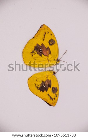 Dead butterfly with texture background and isolated on White Background.