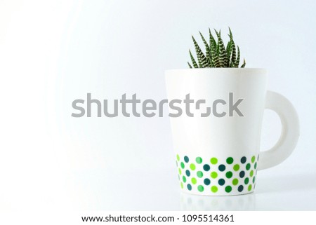 The cactus in the glass in white dot