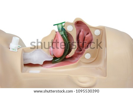 Medical simulation training Oropharyngeal Airway on a white background with cipping path Royalty-Free Stock Photo #1095530390