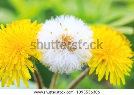 A dandelion parachute ball between other two yellow dandelion flowers. Beautiful dandelion background in white and yellow colors as colorful floral composition. 