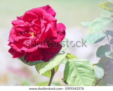Beautiful macro photo of a rose.