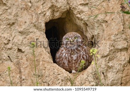 Little owl (Athene noctua) in the burrow