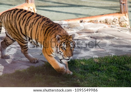 Siberian Amur tiger in the enclosure of the zoo. Beautiful wild animals in captivity of the zoo. Sumantra, Bengali (Panthera tigris altaica)  