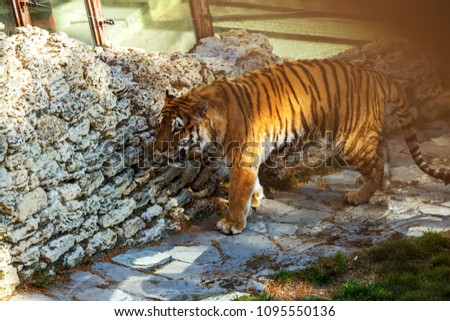 Siberian Amur tiger in the enclosure of the zoo. Beautiful wild animals in captivity of the zoo. Sumantra, Bengali (Panthera tigris altaica) 
