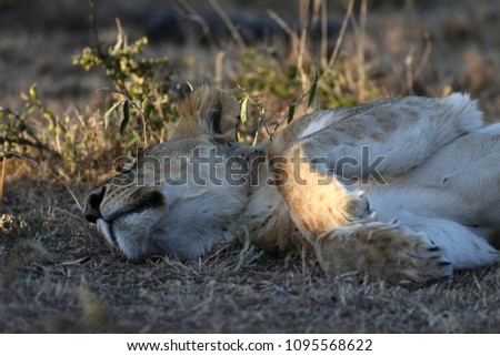 Lion sleeping or lying down in the African Bush