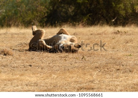 Lion sleeping or lying down in the African Bush