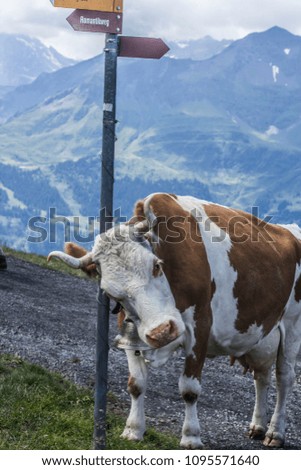 Alpine cows wandering around; curious Alpine animals along hiking path
