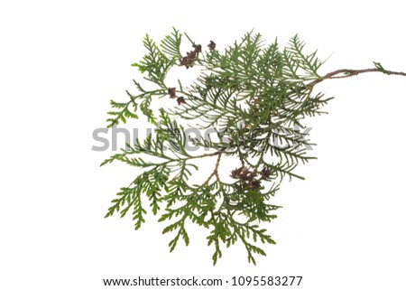 leaves of trees isolated on white background