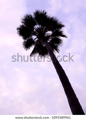 Palm trees backlit with branches and leaves in the park garden