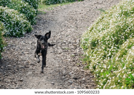 Photograph of a dog by the horse trail on the coast of Menorca, Spain.