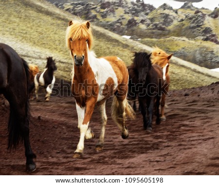 Several Icelandic horses run on a slope in the highlands, an animal with brown-white fur is defining the image, a local motif - Location: Iceland      