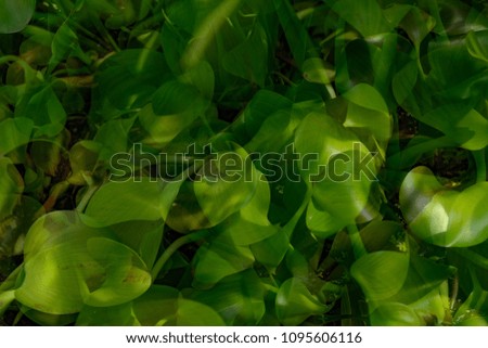 Abstract green leaves with double exposure, shot from above