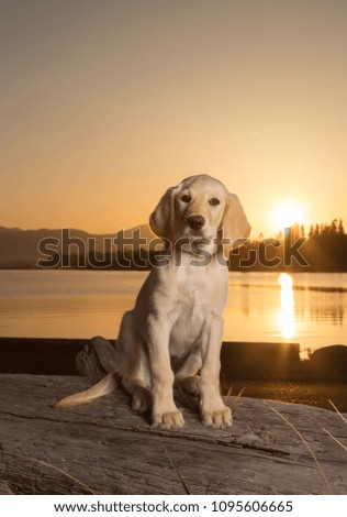 lab puppy on the beach at sunset