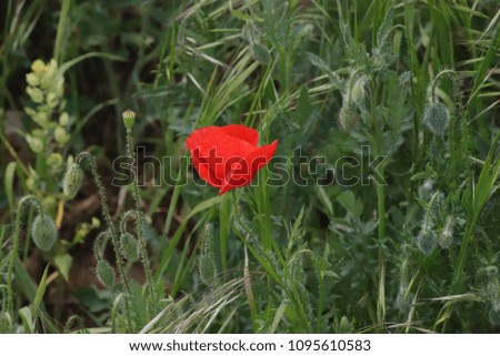 wildflower corn poppy