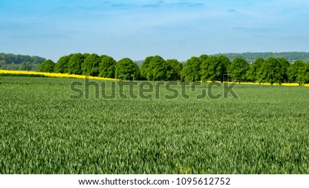 Rapeseed fields hidden in the landscape - search image