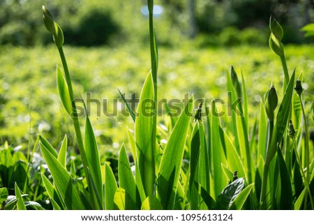Spring or summer season abstract nature background with grass.