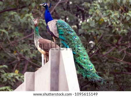 Indian Peacock & Peahen together  