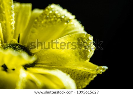 close up of yellow flower with drops on petals, isolated on black