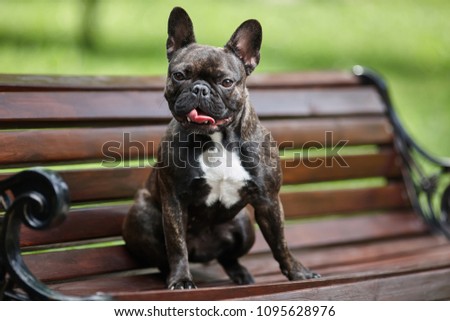 A fine French bulldog sits on a bench against a background of green grass.