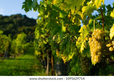 wine grapes at wineyard, september