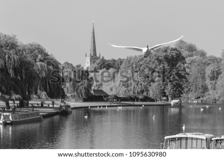 mute swan taking off with church tower and spire in background with willow trees and boats on the river