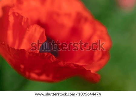 fresh beautiful red poppies on green field. bright blurred background. floral background. shallow depth of field
