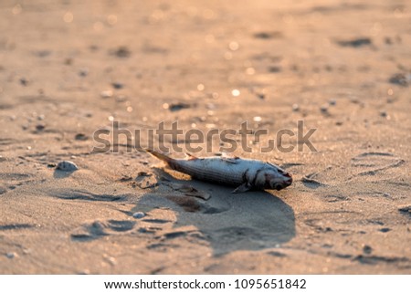 Closeup of one dead fish washed ashore during red tide algae bloom toxic in Naples beach in Florida Gulf of Mexico during sunset on sand Royalty-Free Stock Photo #1095651842